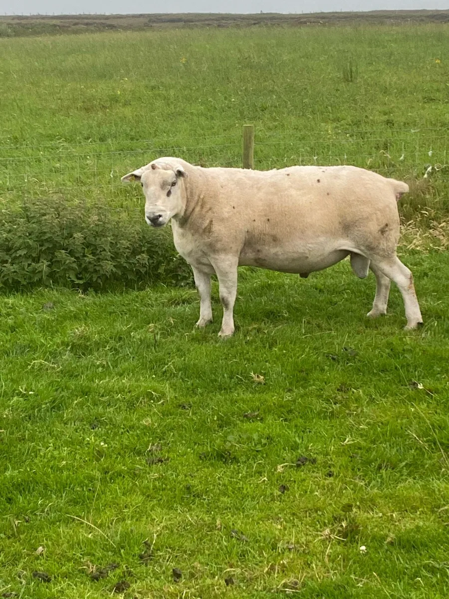 Ram - Image 1