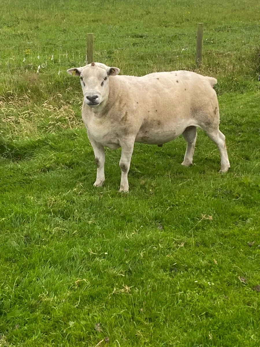 Ram - Image 2