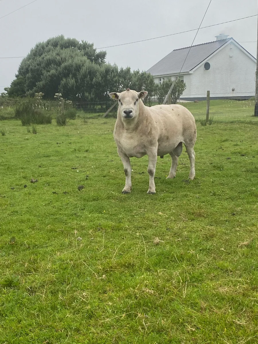 Ram - Image 3