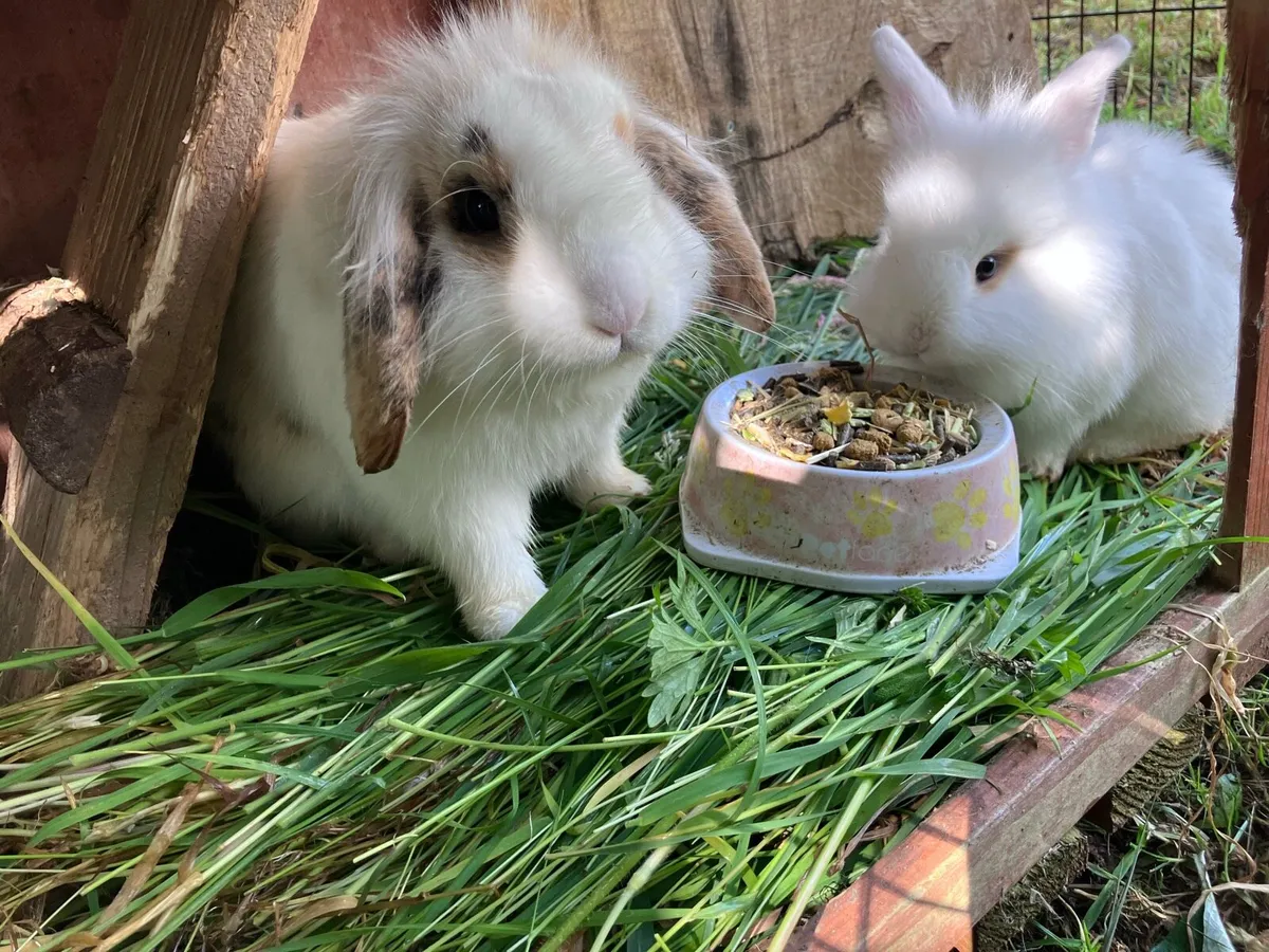 Baby rabbits - Image 4