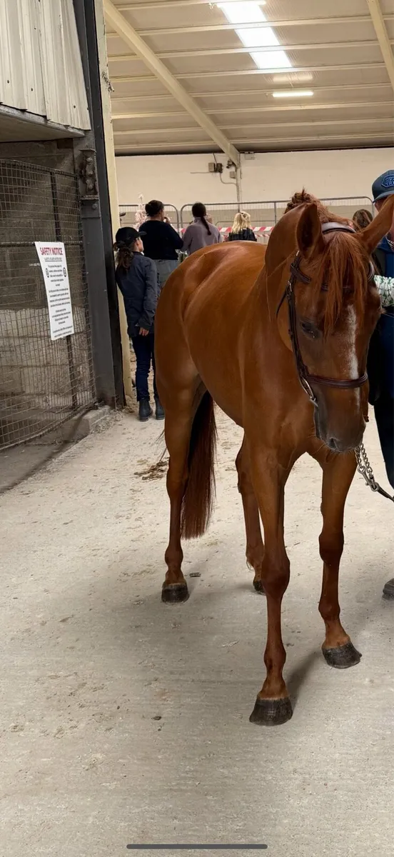 4yo 147cm Mare - Image 1