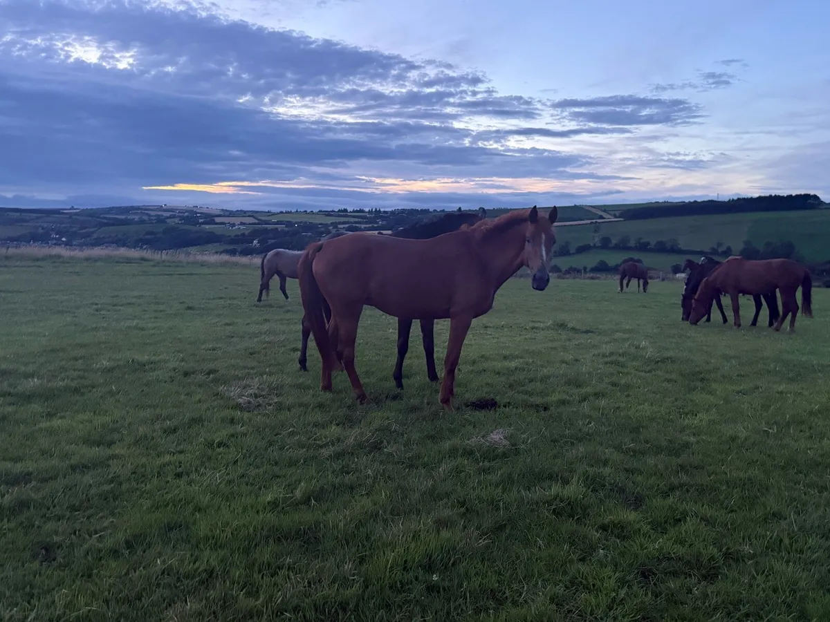 4yo 147cm Mare - Image 2