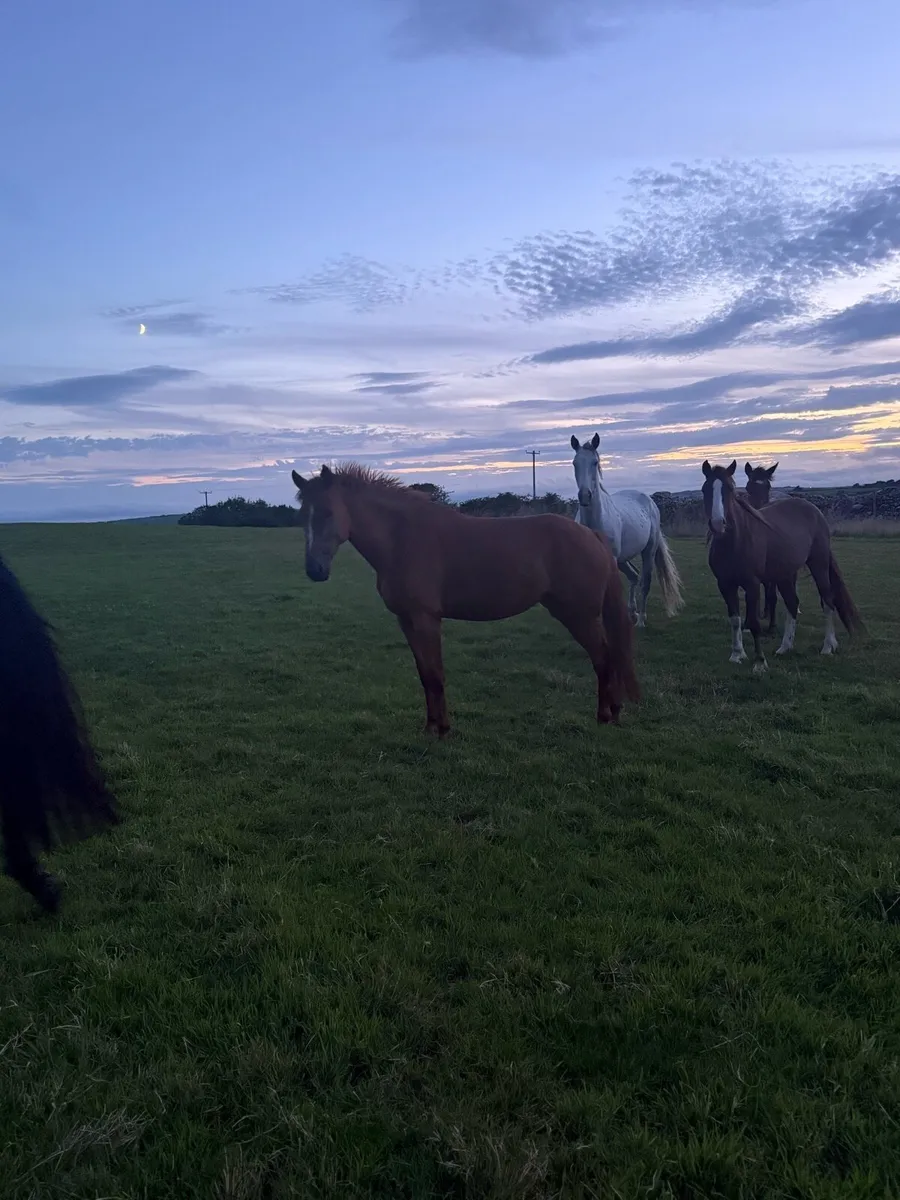 4yo 147cm Mare - Image 3