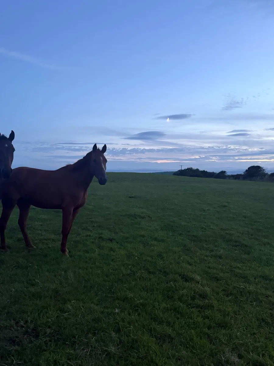 4yo 147cm Mare - Image 4