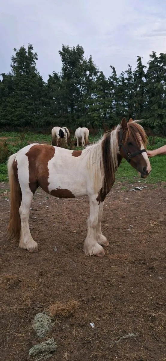 2 heavy mares - Image 1