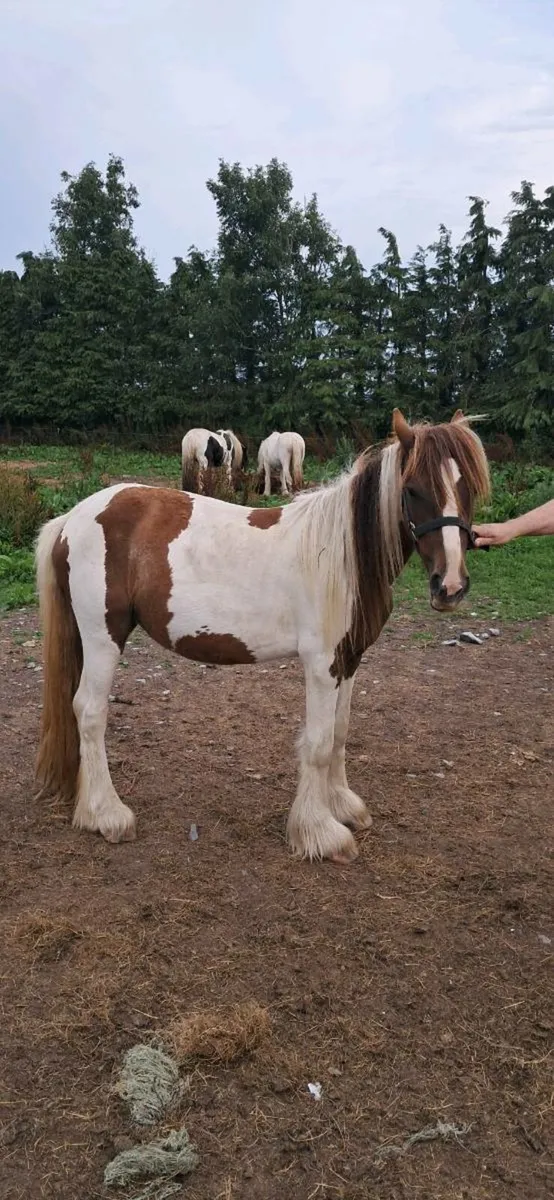 2 heavy mares - Image 2