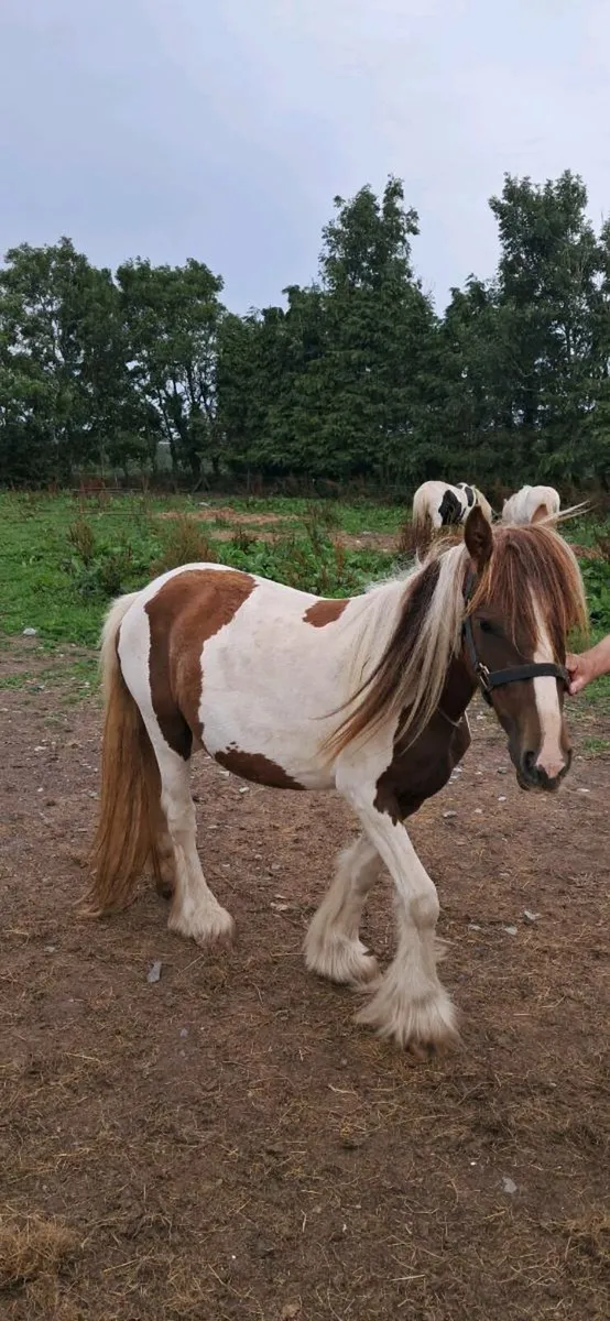 2 heavy mares - Image 3