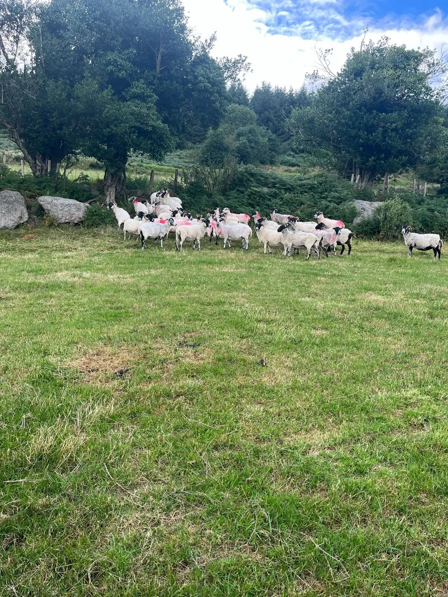 40 Broken mouth Scotch Mountain Ewes - Image 1
