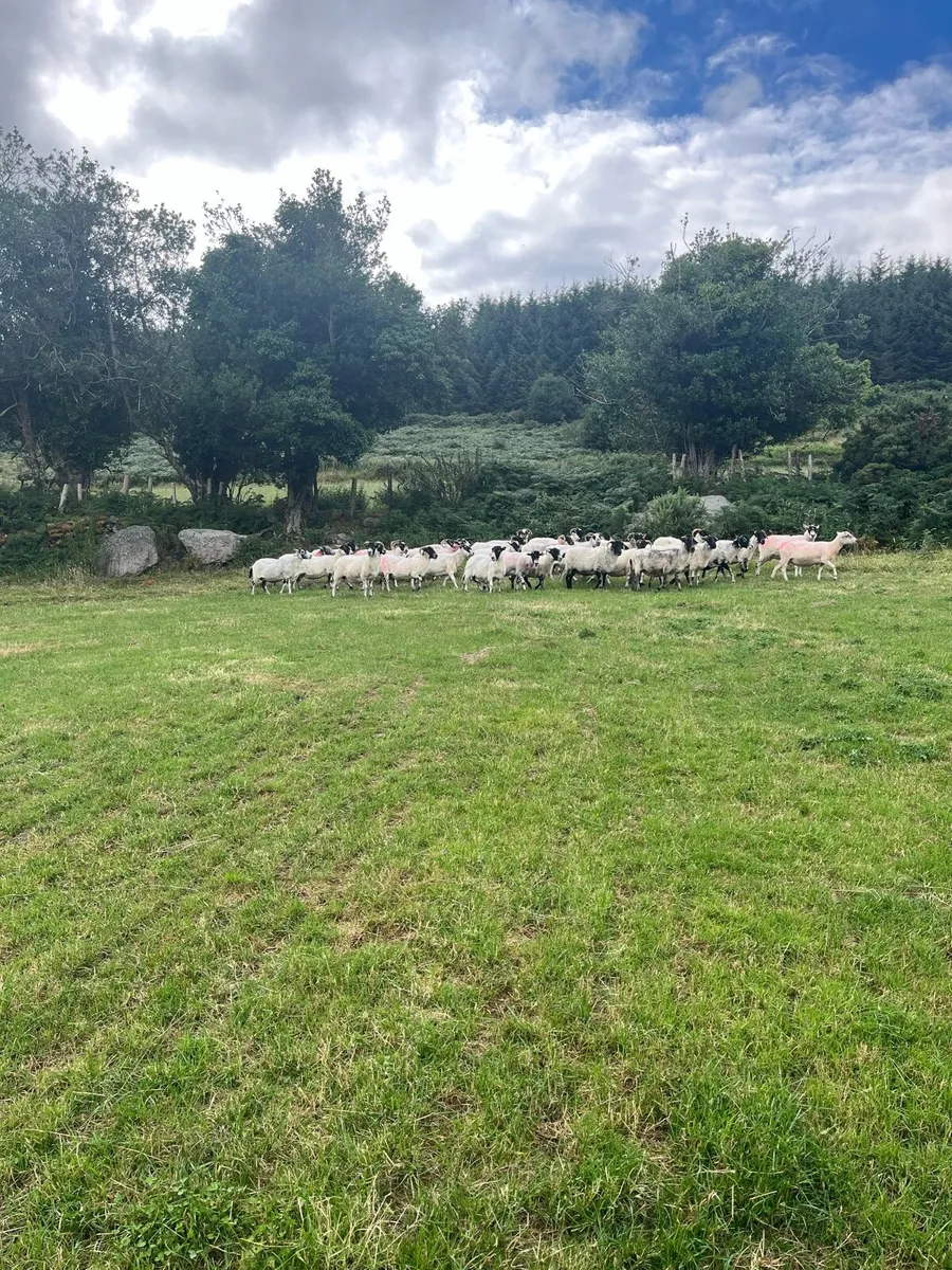 40 Broken mouth Scotch Mountain Ewes - Image 2