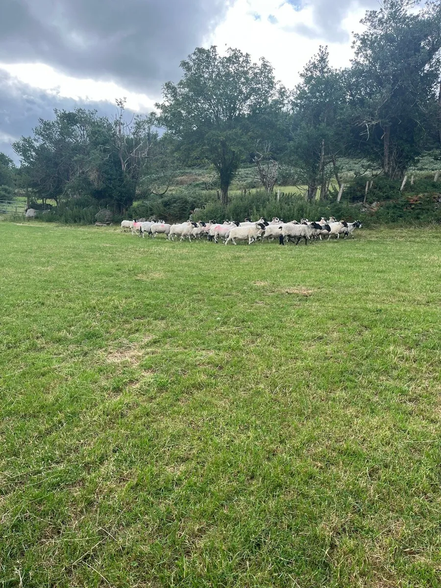 40 Broken mouth Scotch Mountain Ewes - Image 3