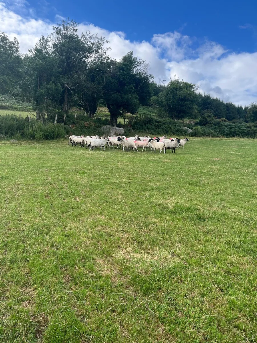 40 Broken mouth Scotch Mountain Ewes - Image 4