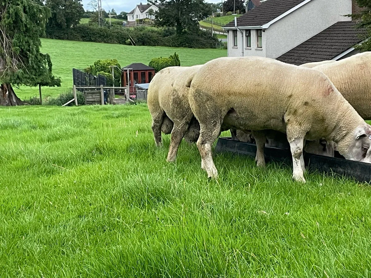 Charbex/Charollais Shearlings Rams - Image 2