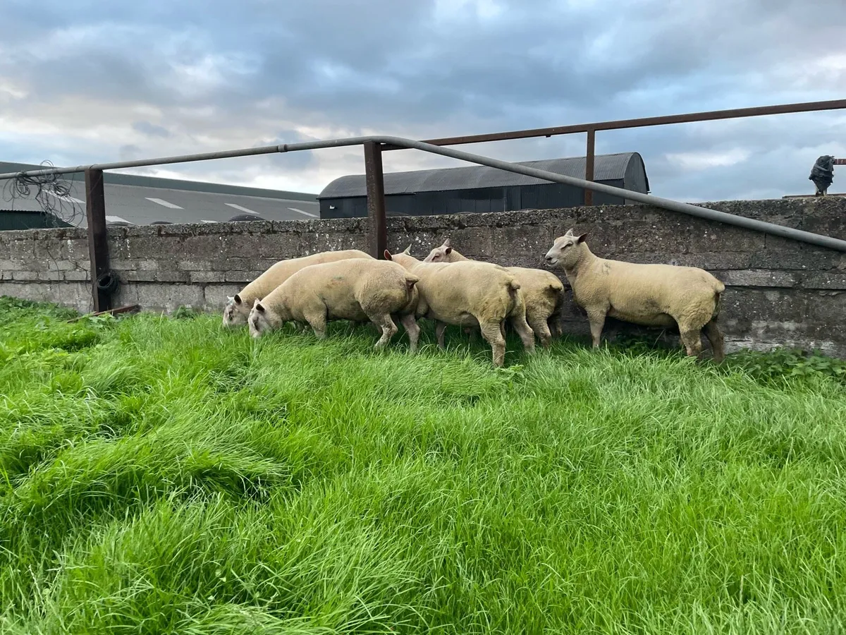 Charbex/Charollais Shearlings Rams - Image 1