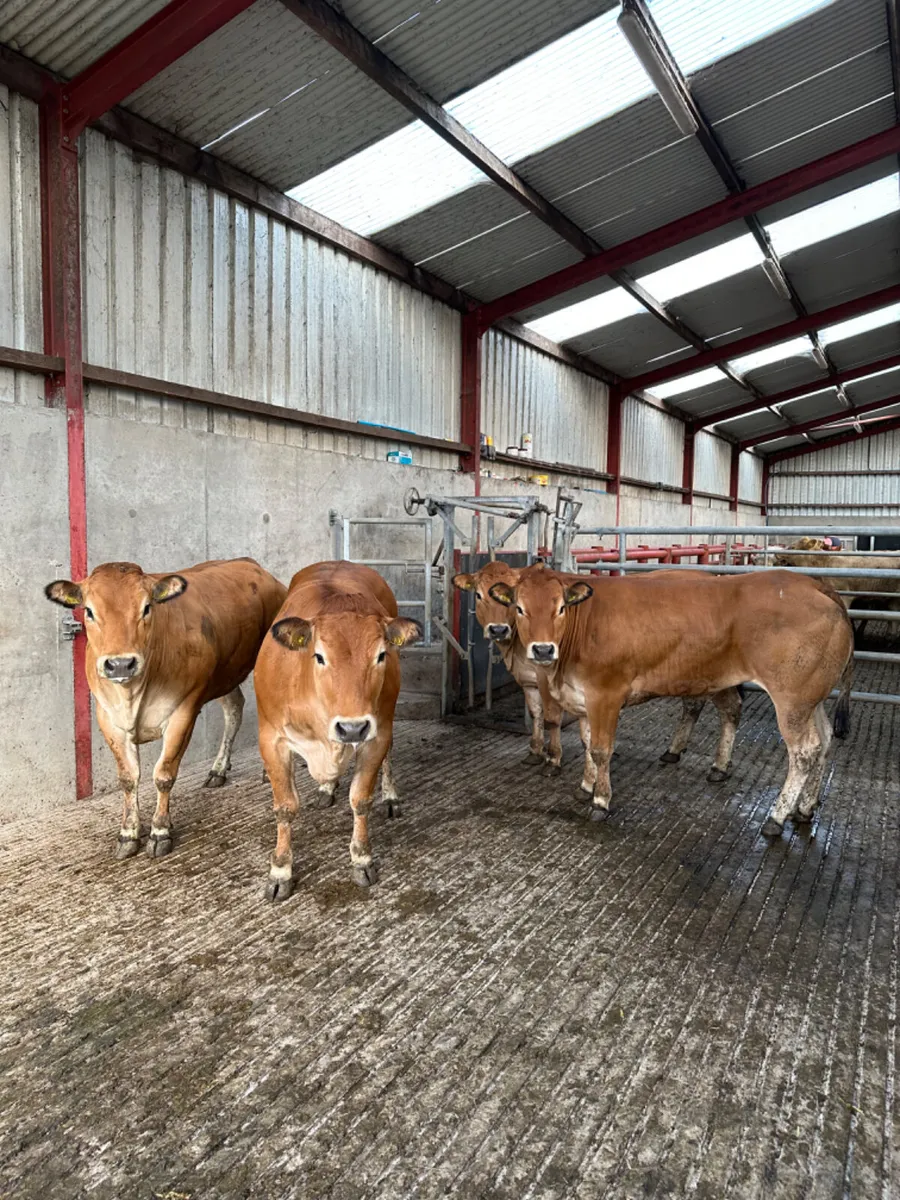 Parenthesis heifers - Image 1