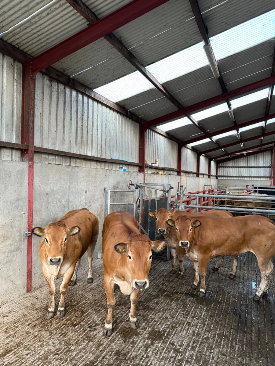 Parenthesis heifers - Image 2