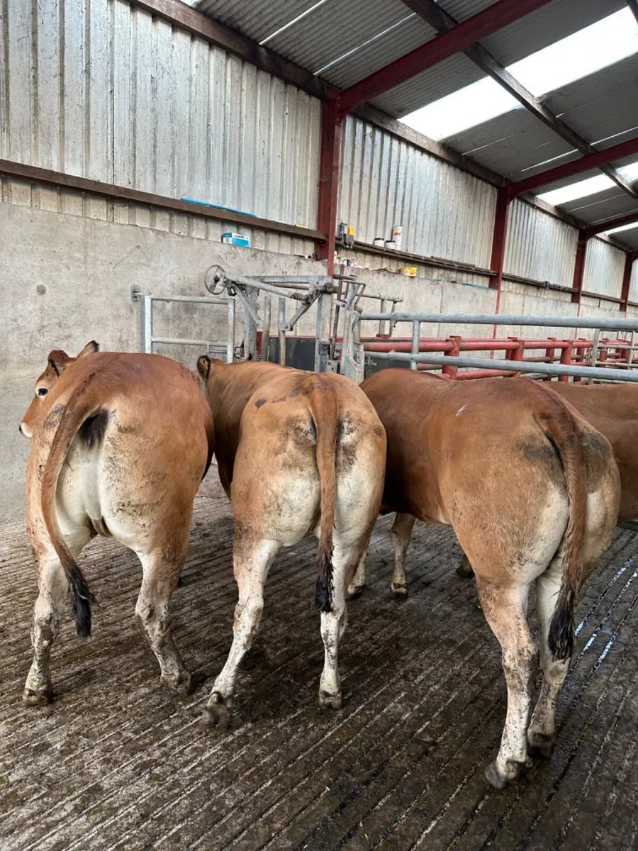 Parenthesis heifers - Image 3