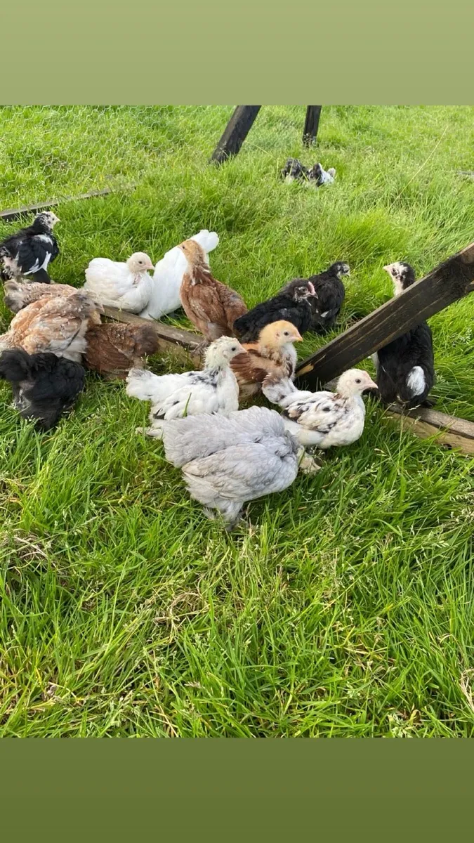 Pekin’s/Marans/Rhode island reds - Image 1
