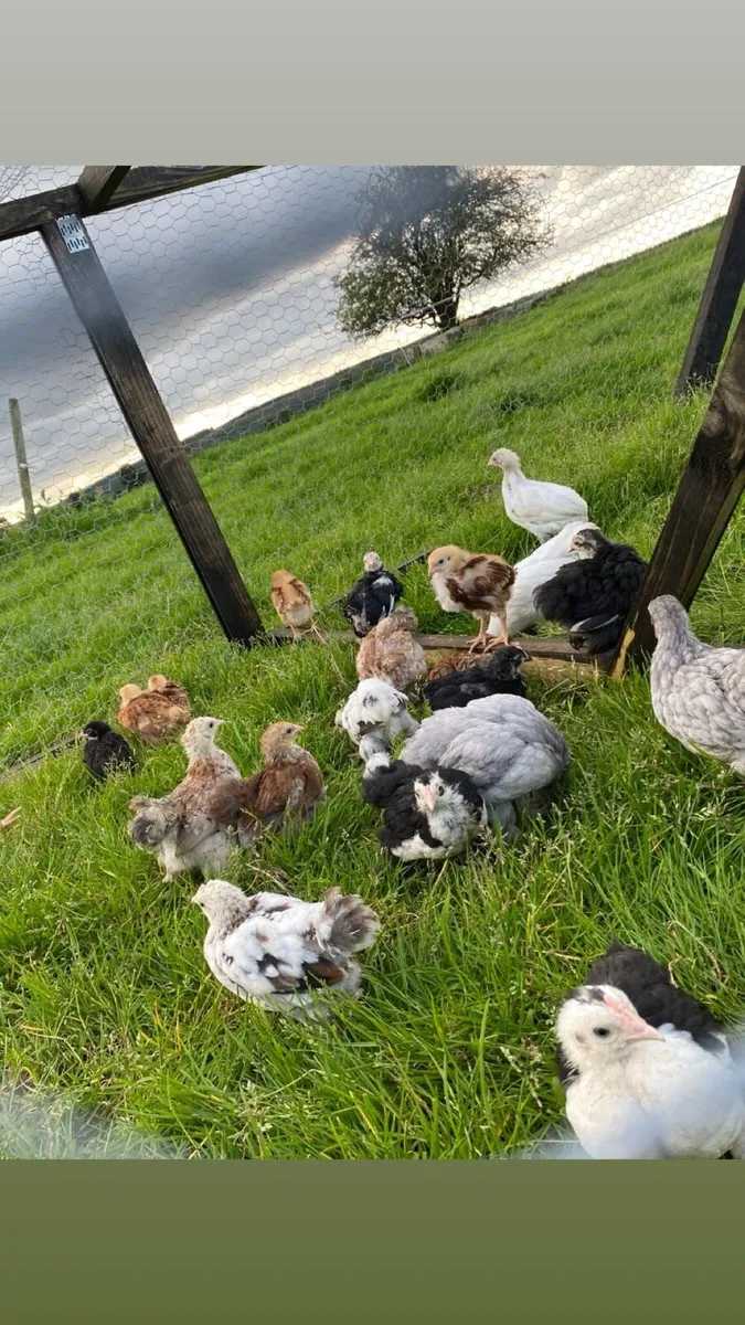 Pekin’s/Marans/Rhode island reds - Image 3