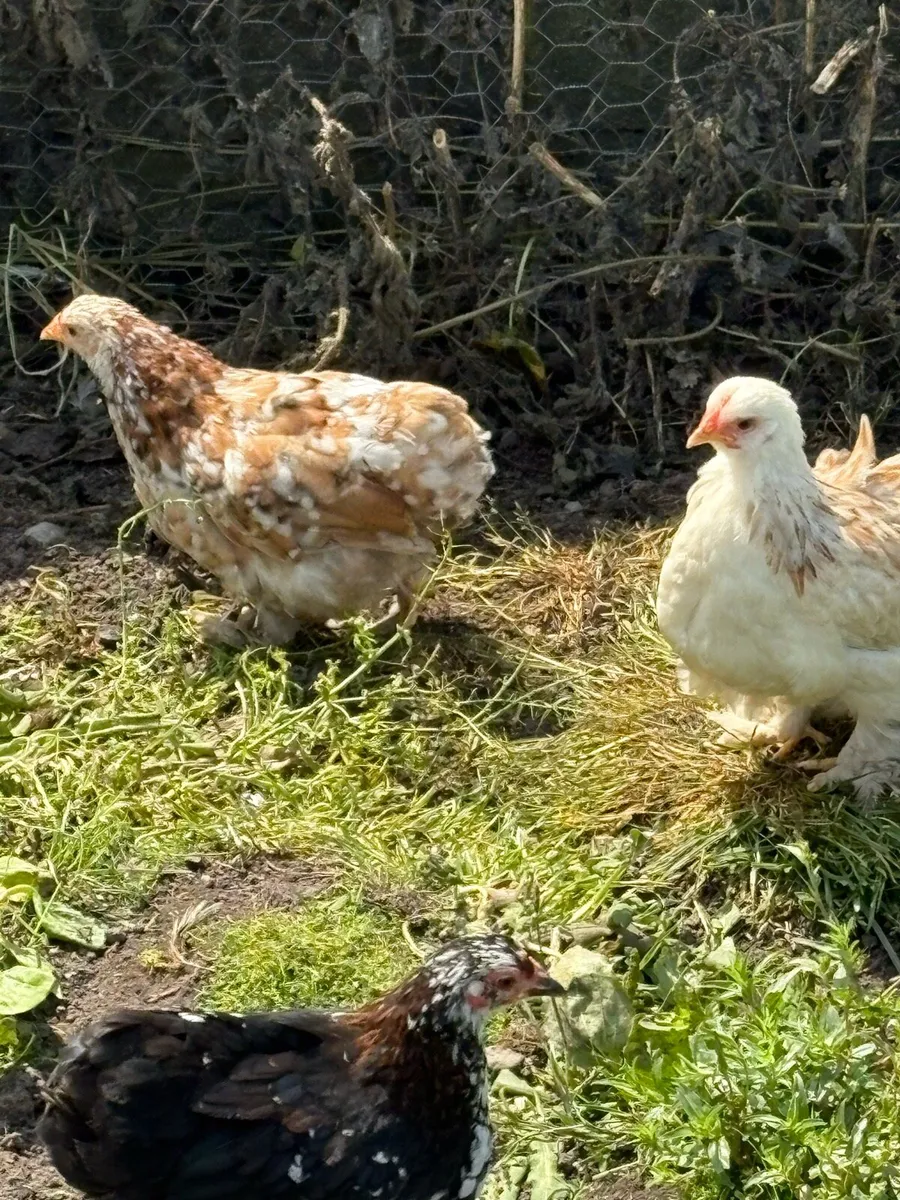 Pekin’s/Marans/Rhode island reds - Image 4