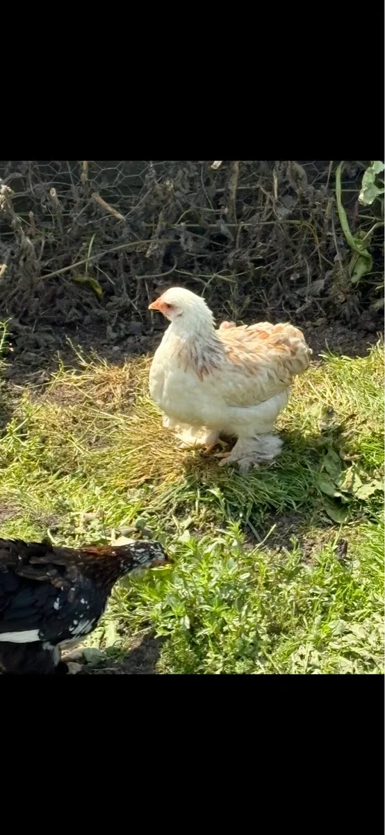 Pekin’s/Marans/Rhode island reds - Image 2