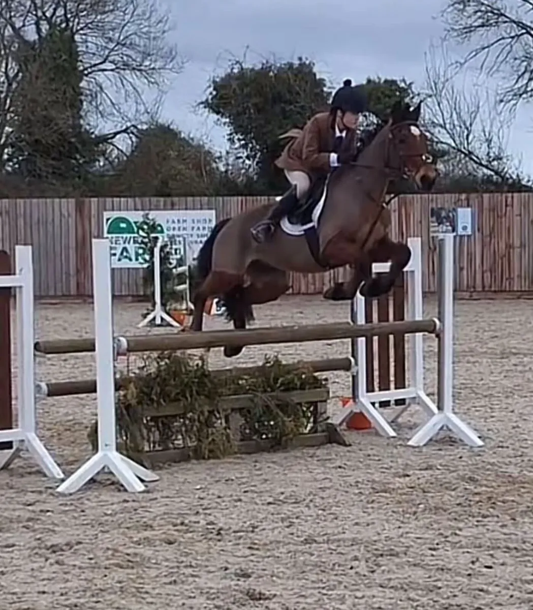 13 year old schoolmaster gelding 14’2 - Image 1