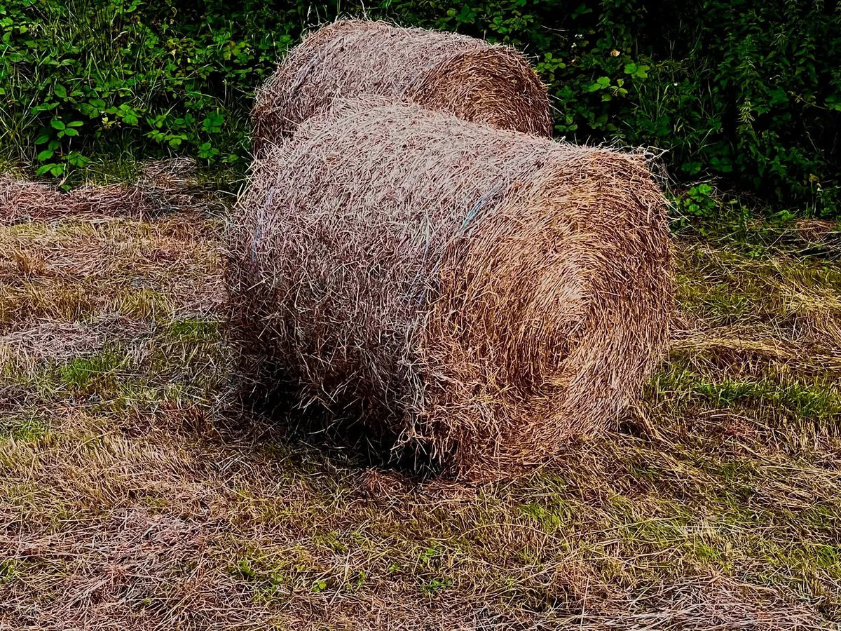 Meadow Hay For Sale
