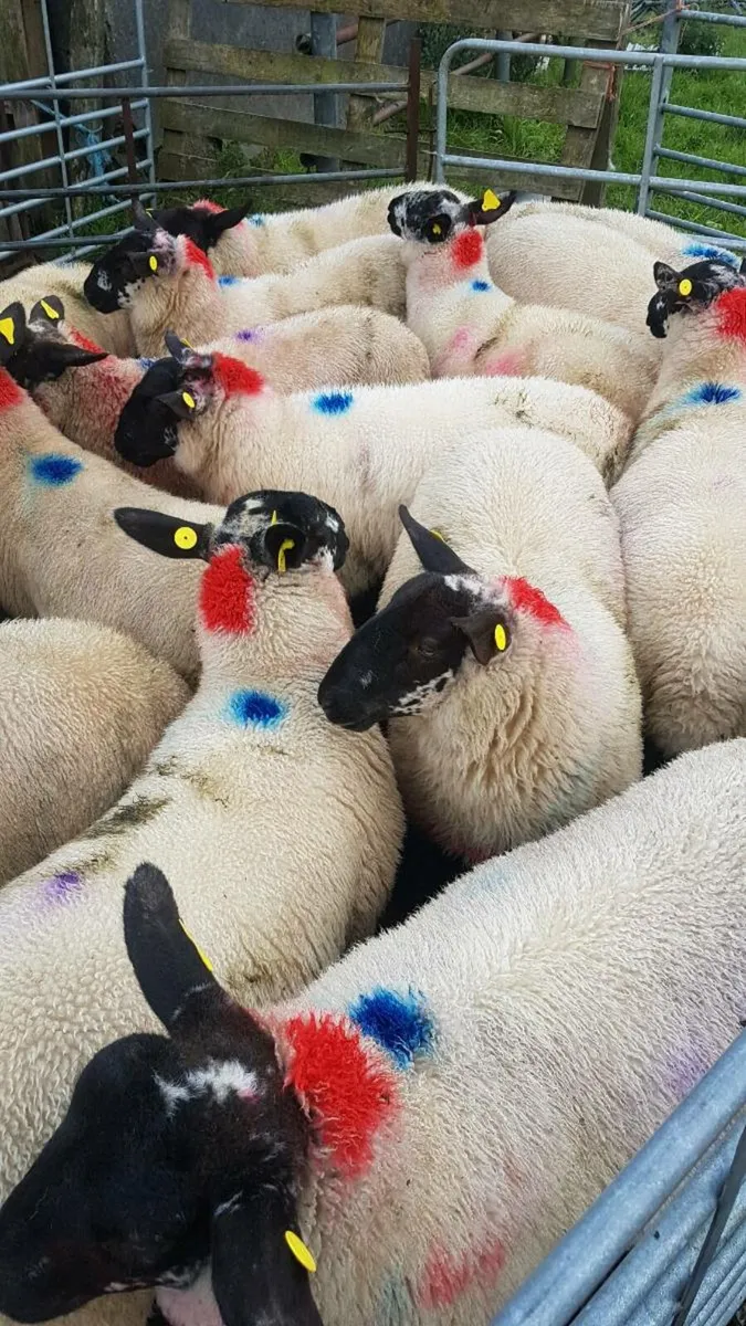 Ewe lambs for coolany mart sat august 2nd - Image 2