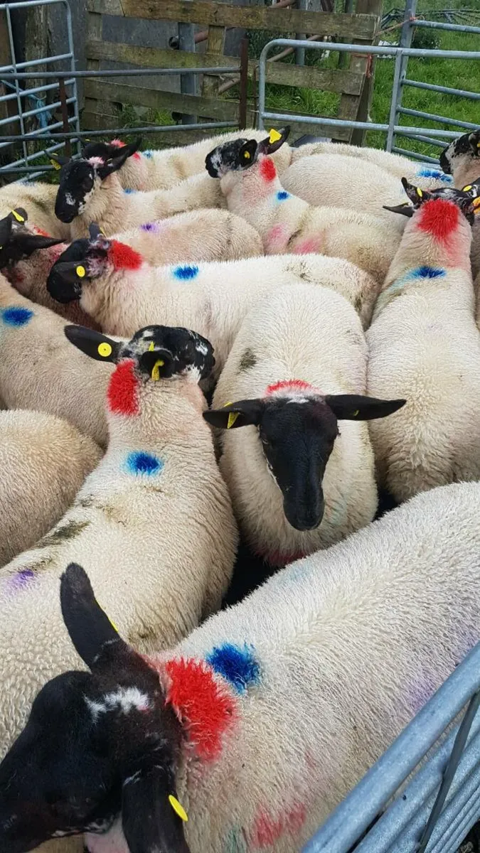 Ewe lambs for coolany mart sat august 2nd - Image 1