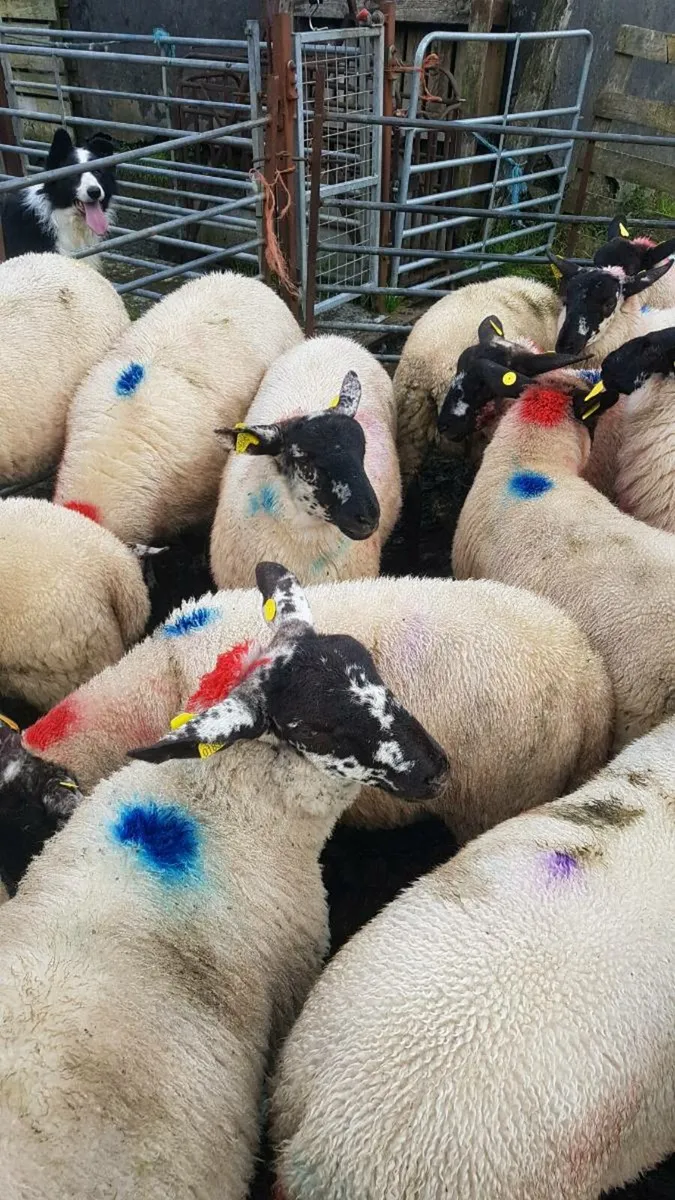Ewe lambs for coolany mart sat august 2nd - Image 3