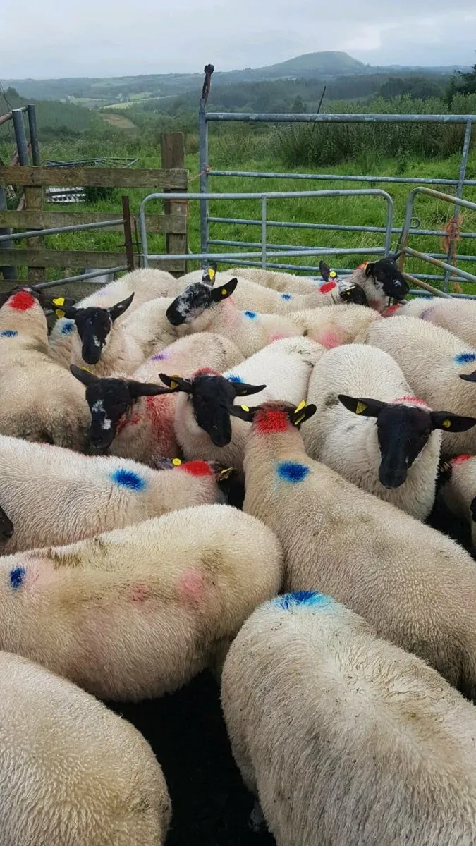 Ewe lambs for coolany mart sat august 2nd - Image 4