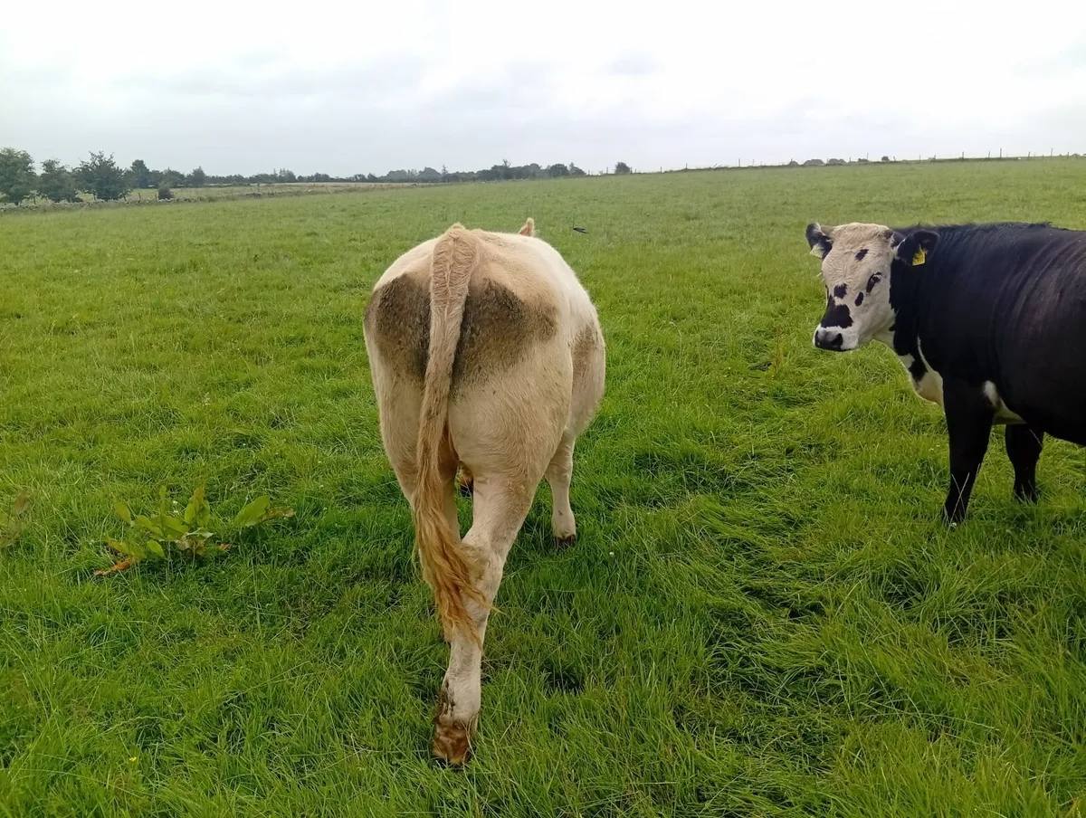 Organic Heifer - Image 2