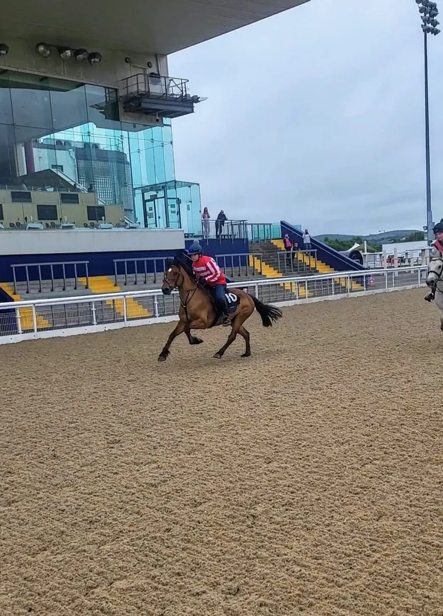 13 year old schoolmaster gelding 14’2 - Image 3