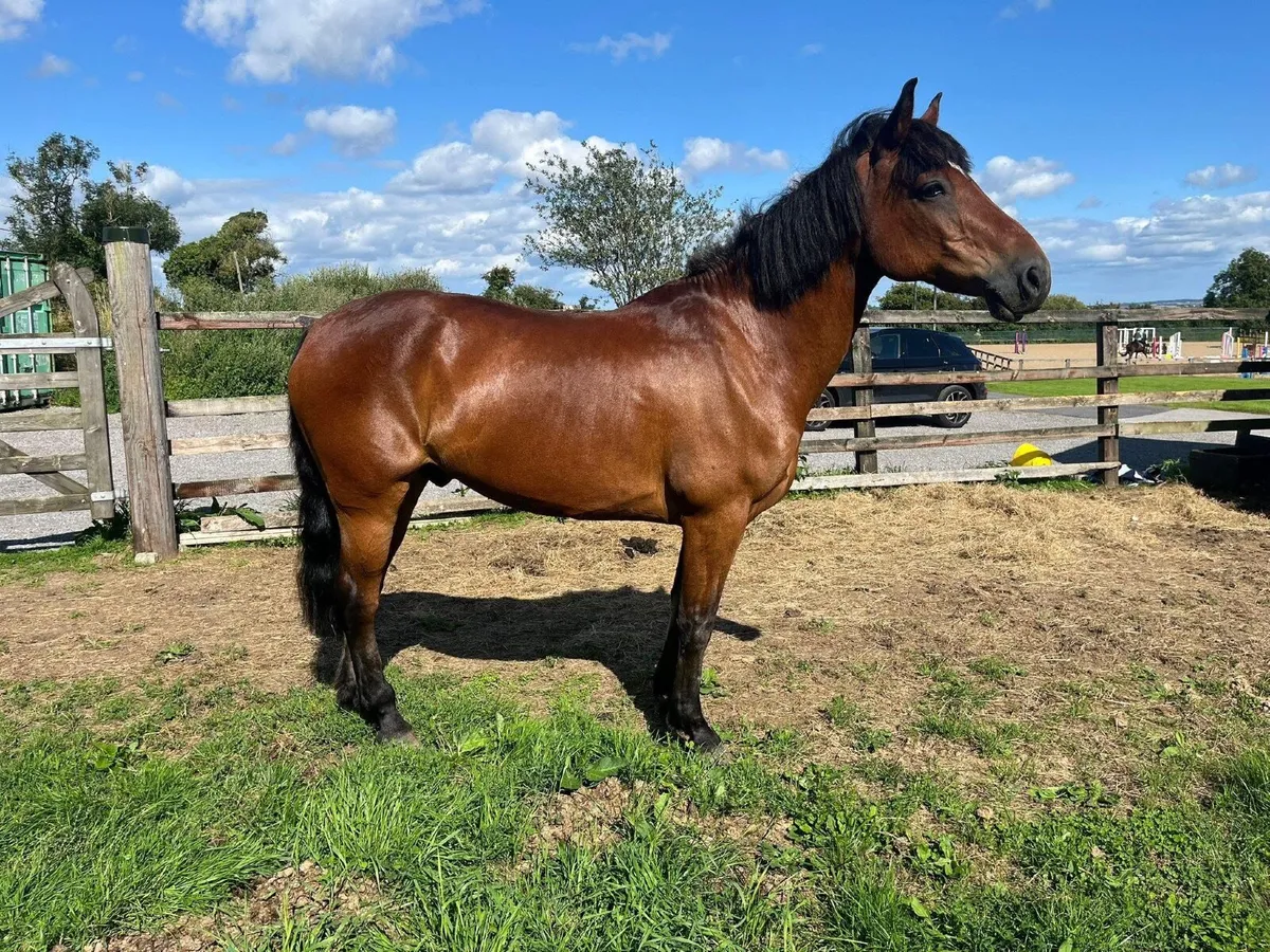 13 year old schoolmaster gelding 14’2 - Image 2