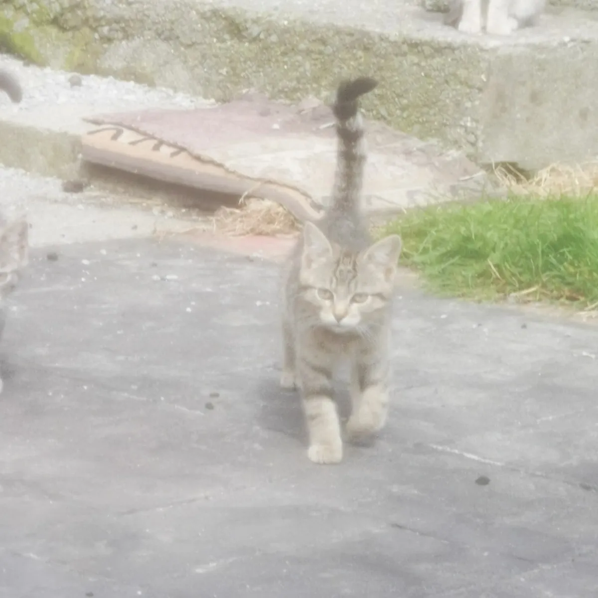 Kittens - Image 1