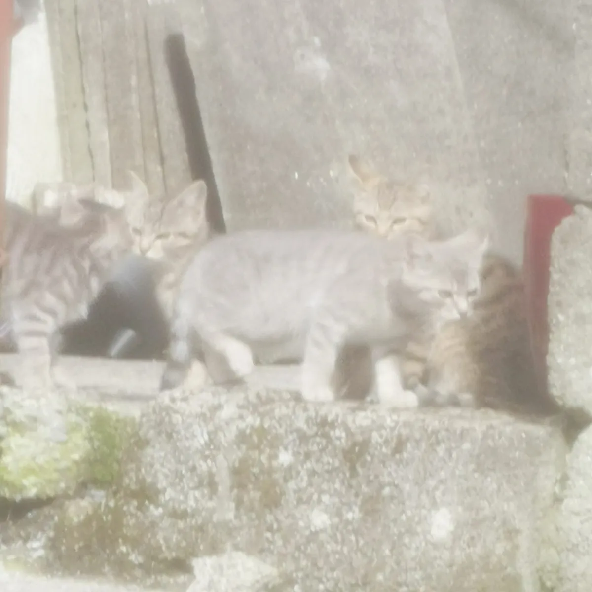Kittens - Image 2