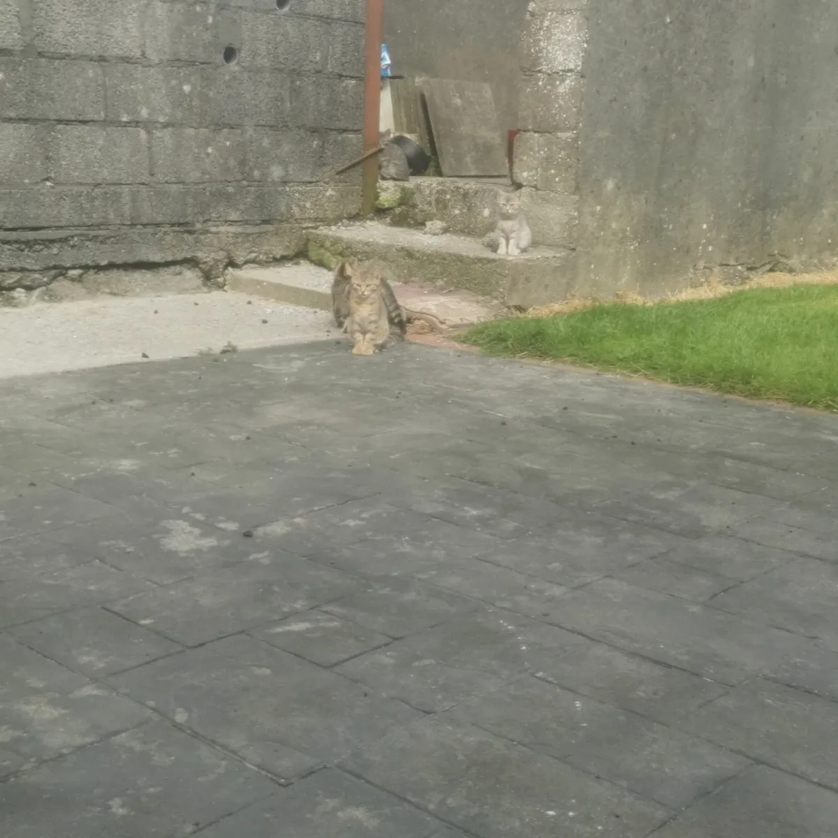 Kittens - Image 3