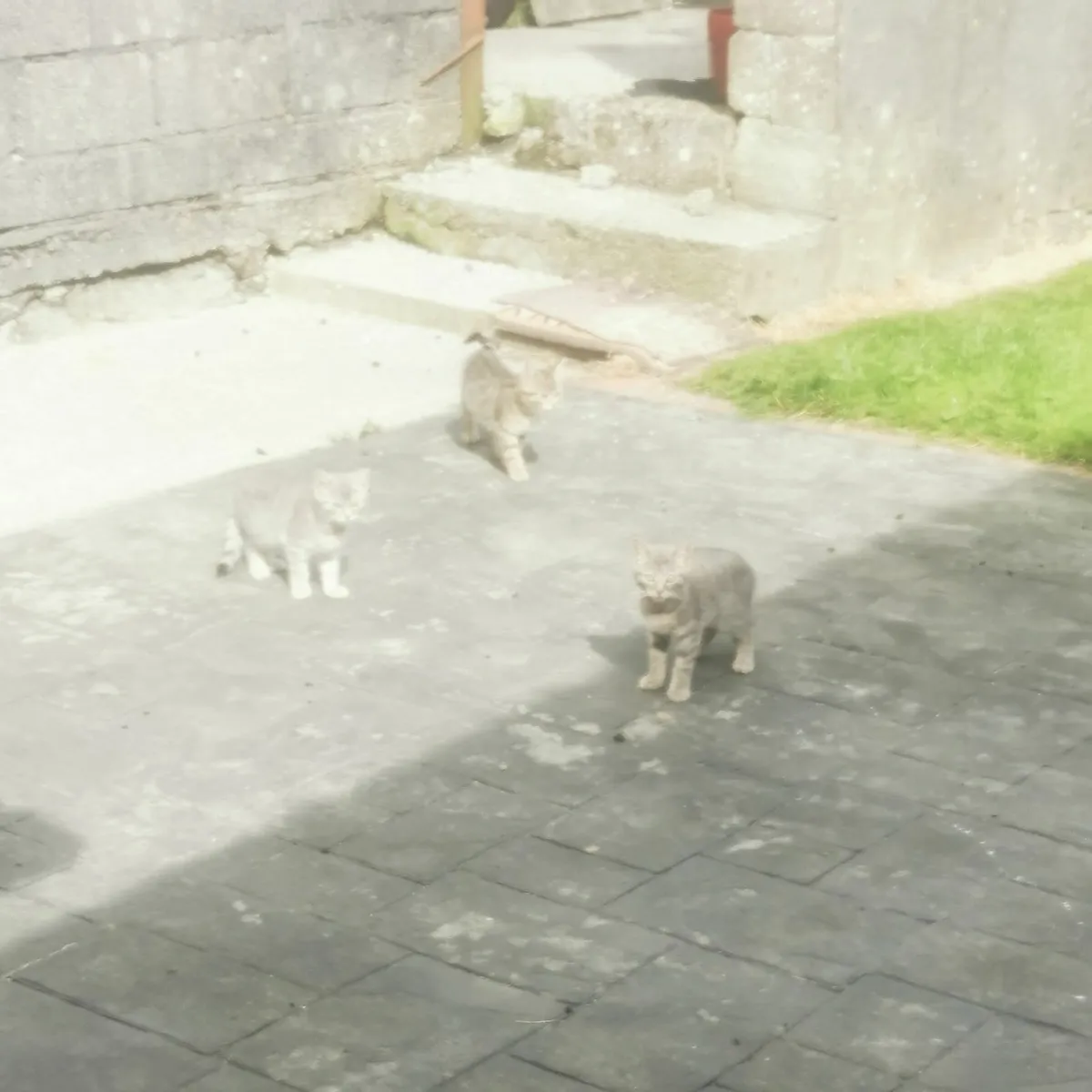 Kittens - Image 4