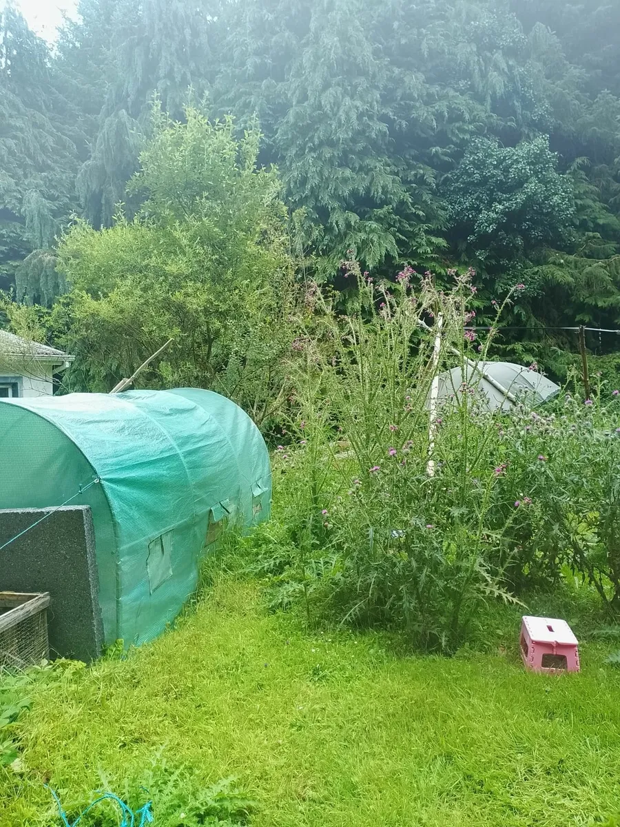Green house tent - Image 1