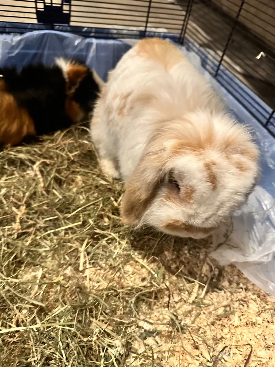 Rabbit and guinea pig - Image 2