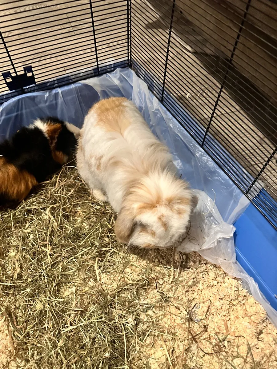 Rabbit and guinea pig - Image 3