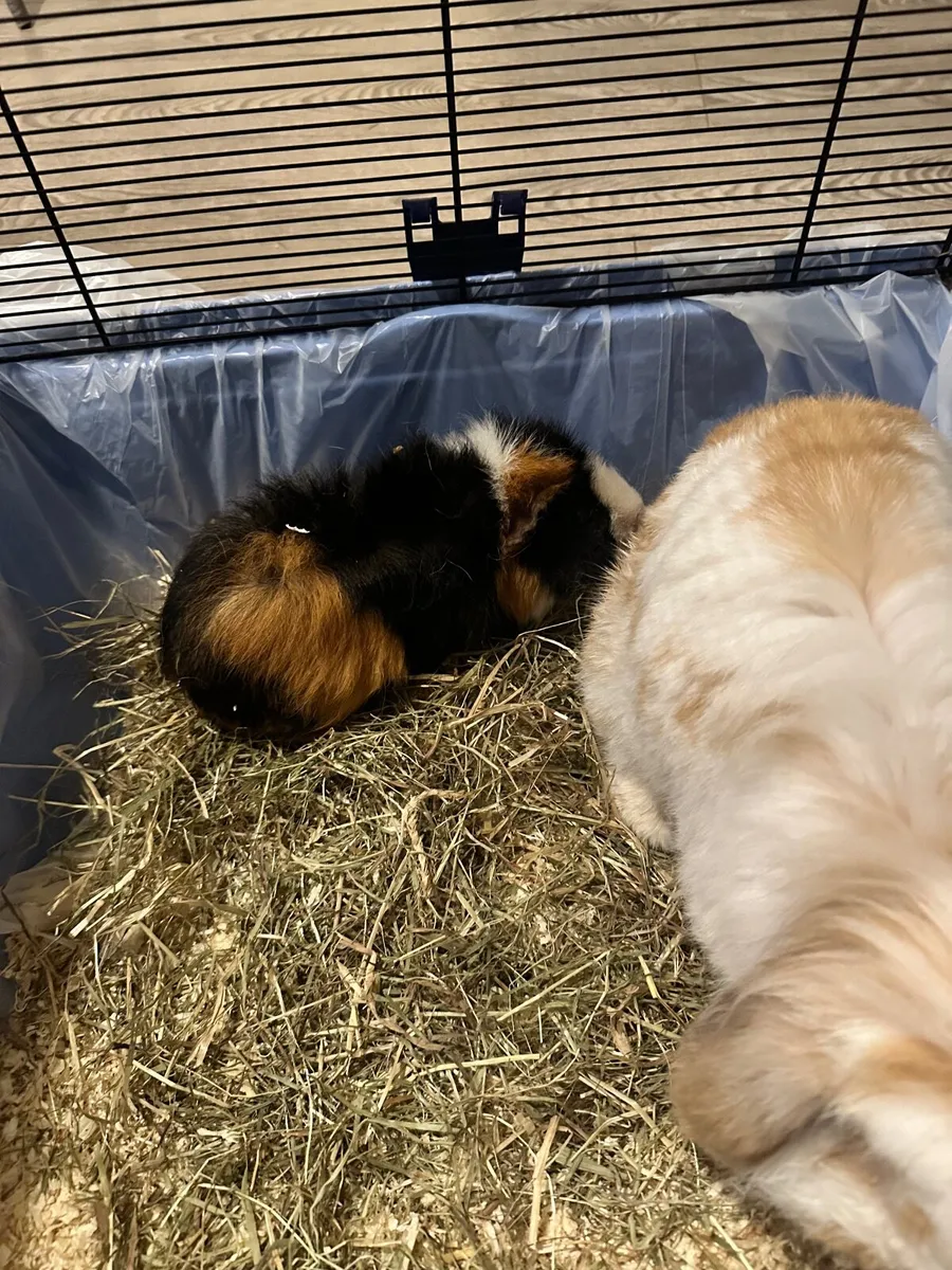 Rabbit and guinea pig - Image 4