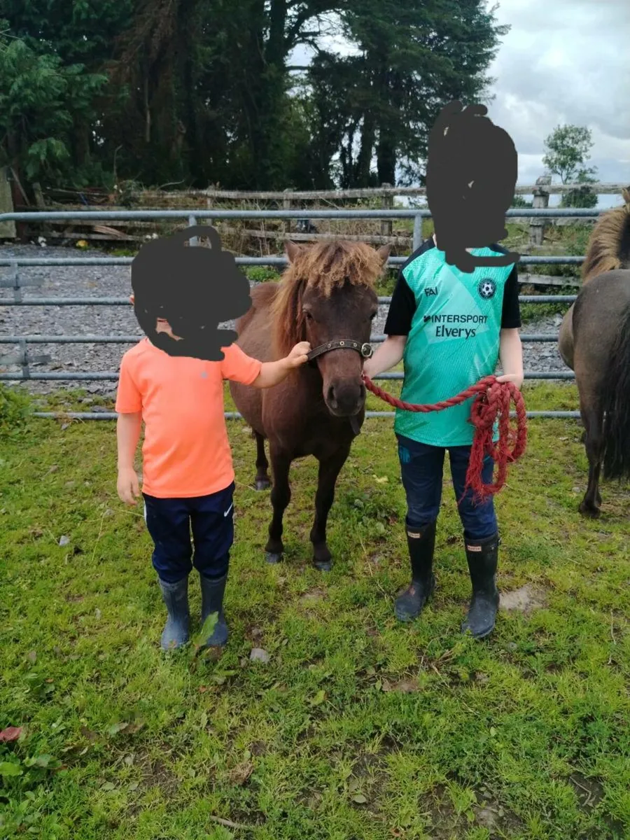 Small Pony - Image 1