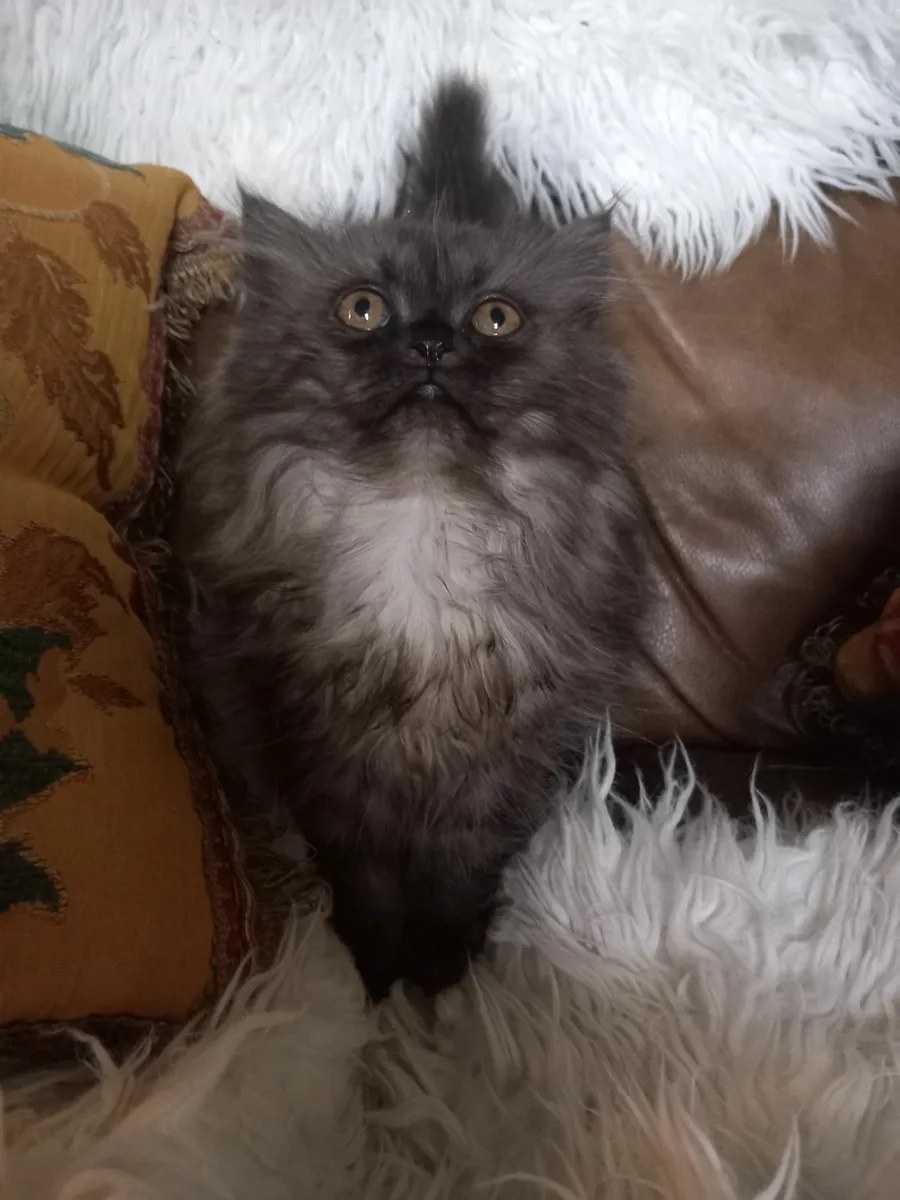 Stunning  Blue Chinchilla Persian female kitten - Image 3