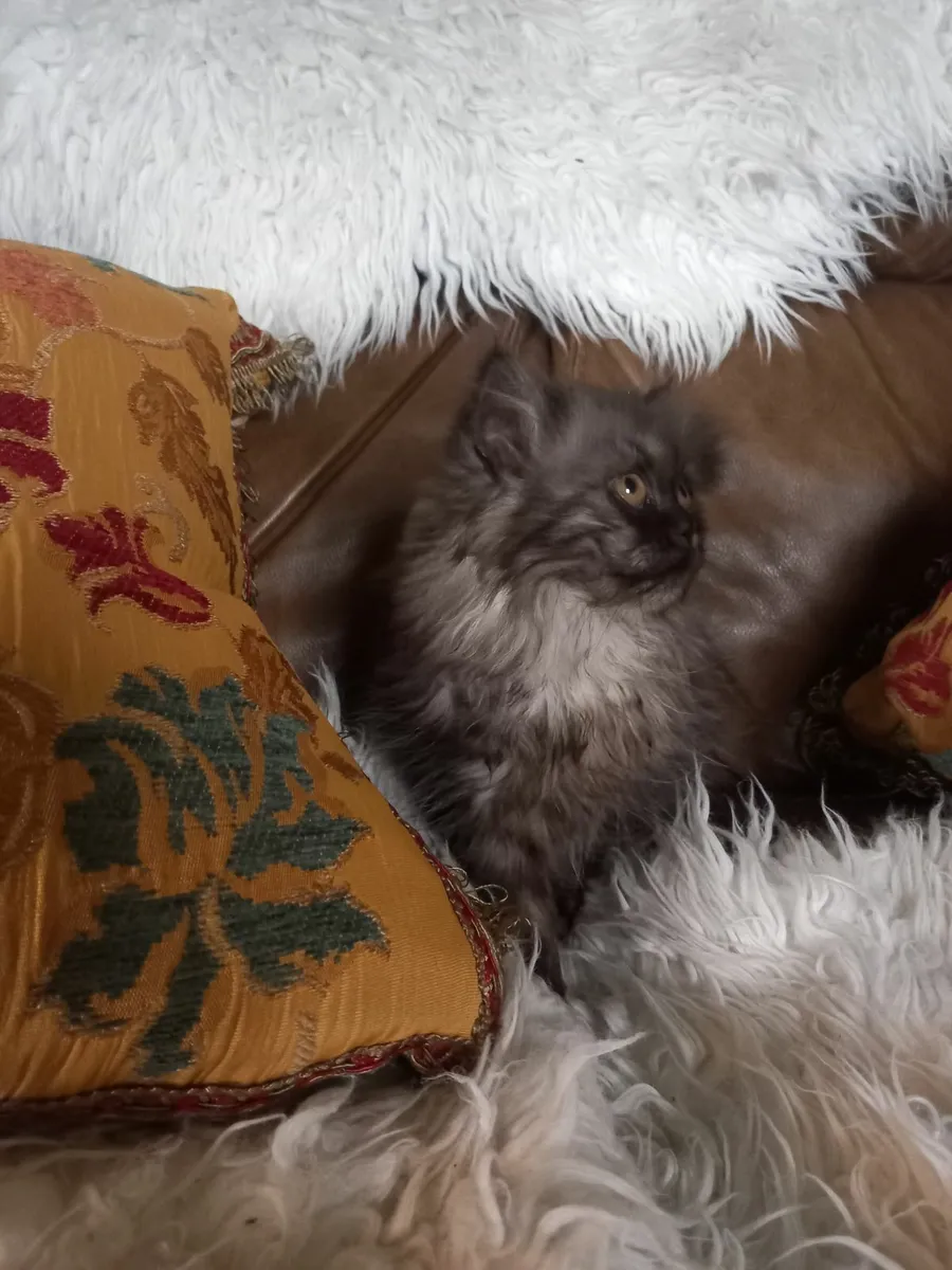 Stunning  Blue Chinchilla Persian female kitten - Image 4