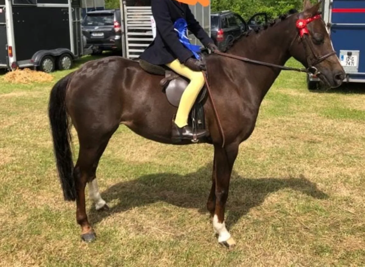 128 jumping pony - Image 4