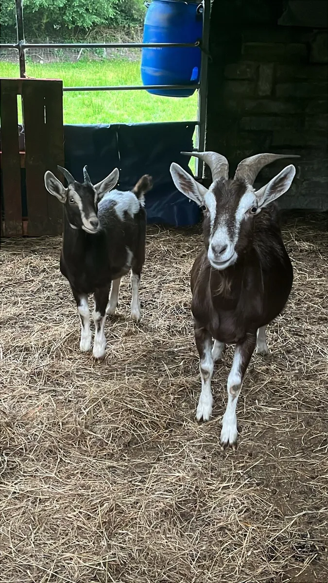 Selection of Goats - Image 2