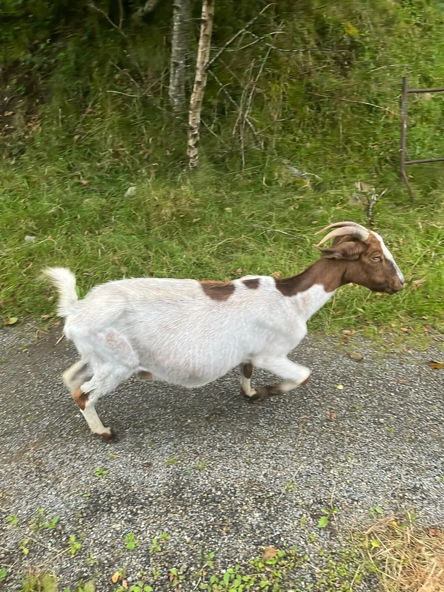 Selection of Goats - Image 3