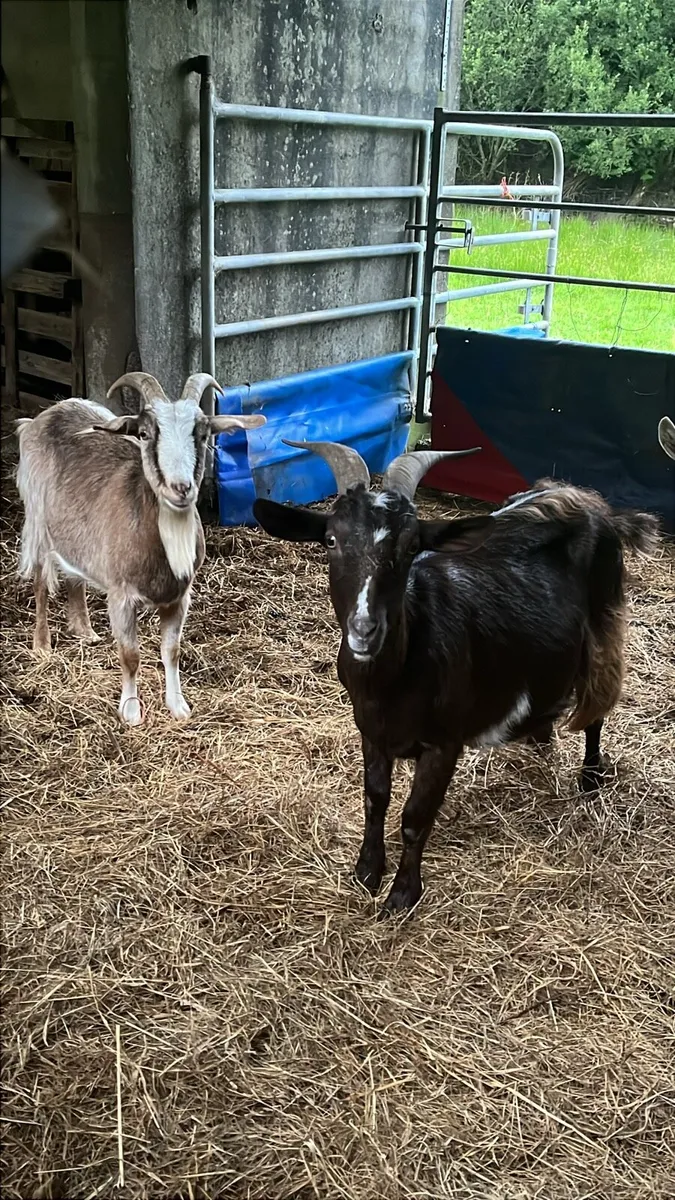 Selection of Goats - Image 4