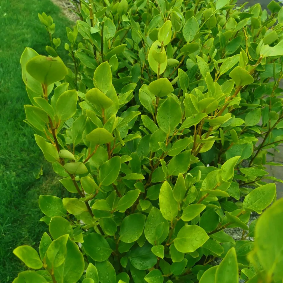Griselinia hedging - Image 1
