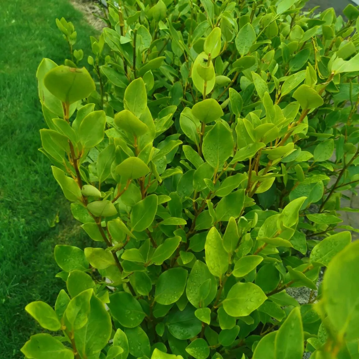 Griselinia hedging - Image 2